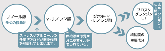 ガンマーリノレン酸について